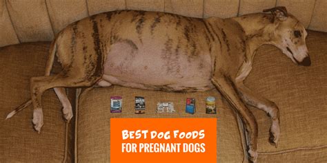 What To Feed Pregnant Dog - 9 Important Things To Keep In ...